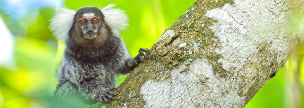 Photo of tiny Marmoset Monkey Like Those Used in Slowing Aging Research